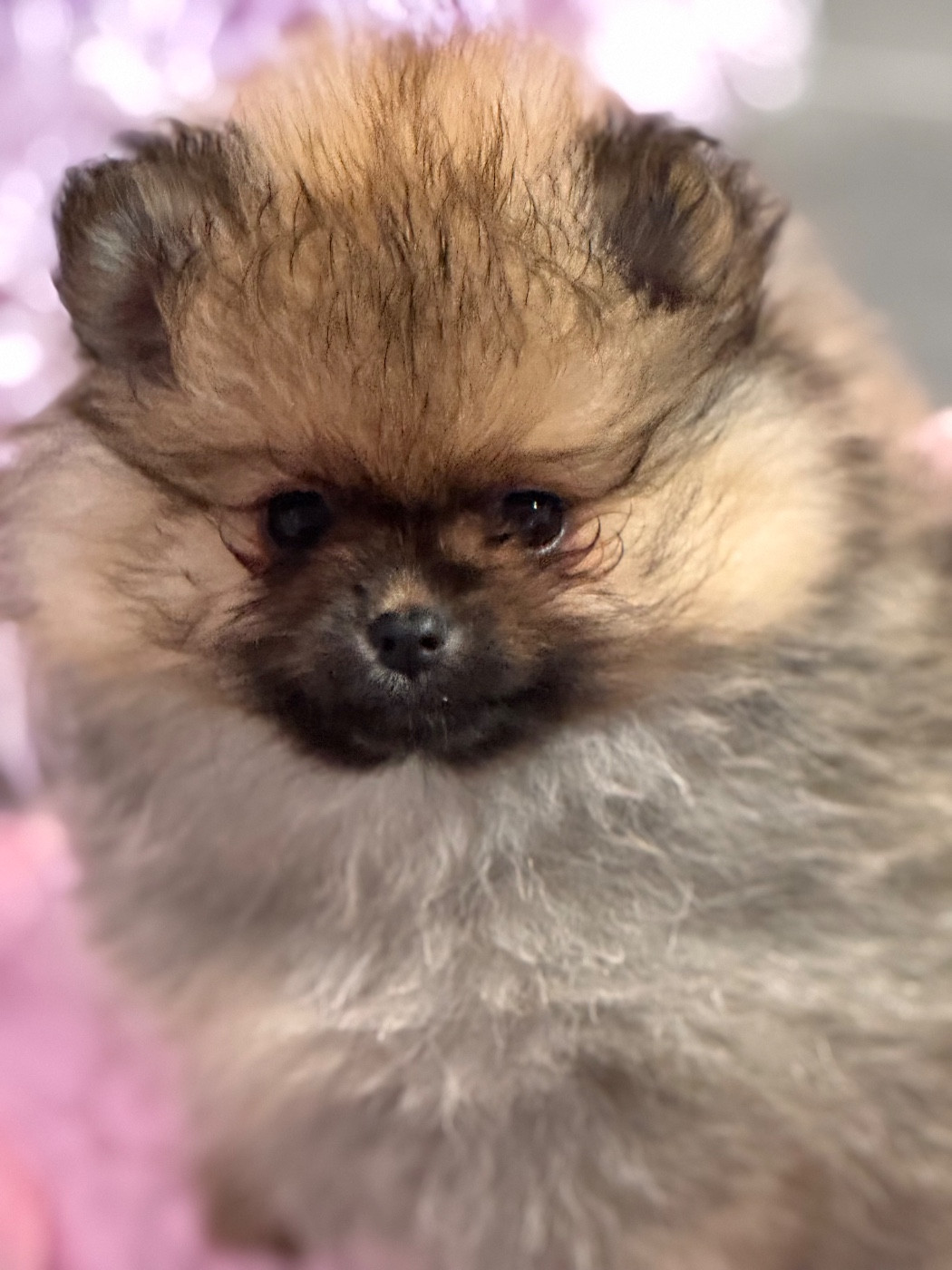 Du Domaine Des Cassanos - Chiots disponibles - Spitz allemand