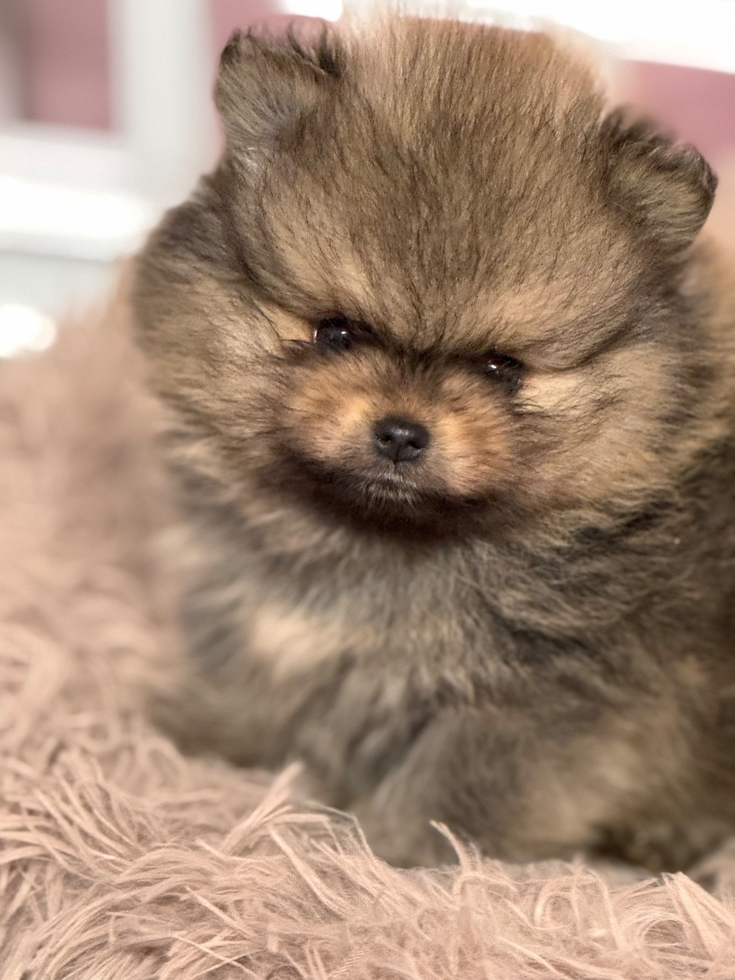 Du Domaine Des Cassanos - Chiots disponibles - Spitz allemand