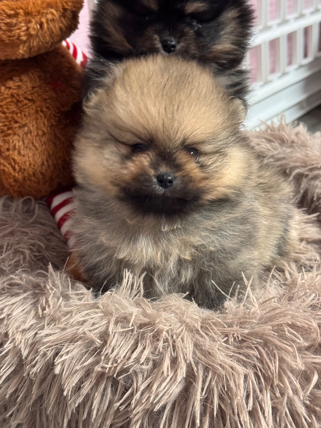 Du Domaine Des Cassanos - Chiots disponibles - Spitz allemand