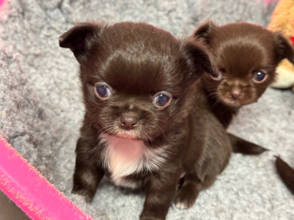 Du Domaine Des Cassanos - Chihuahua - Portée née le 21/03/2024